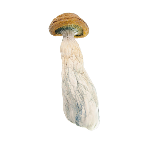 gold member victoria shrooms delivery