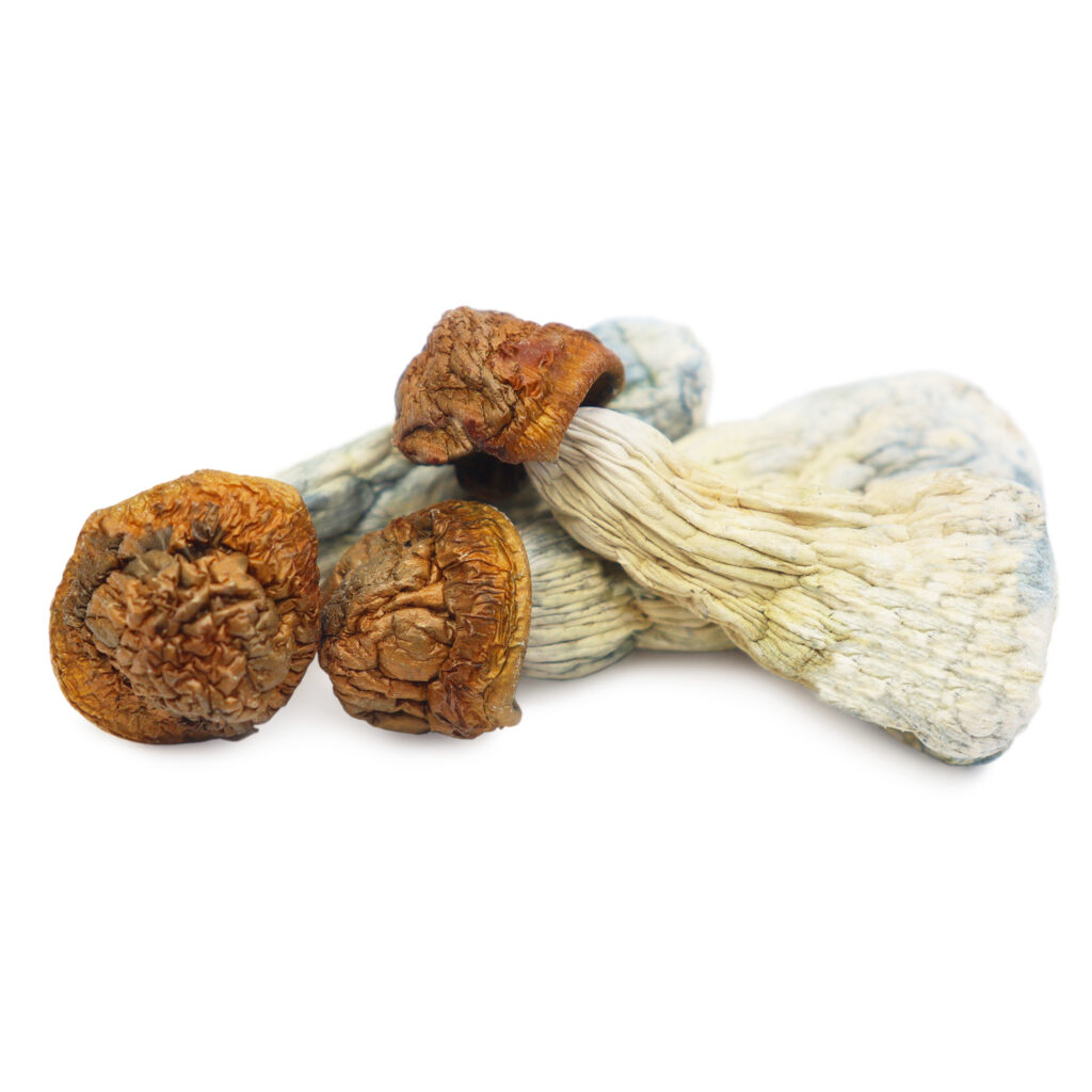 code blue magic mushrooms