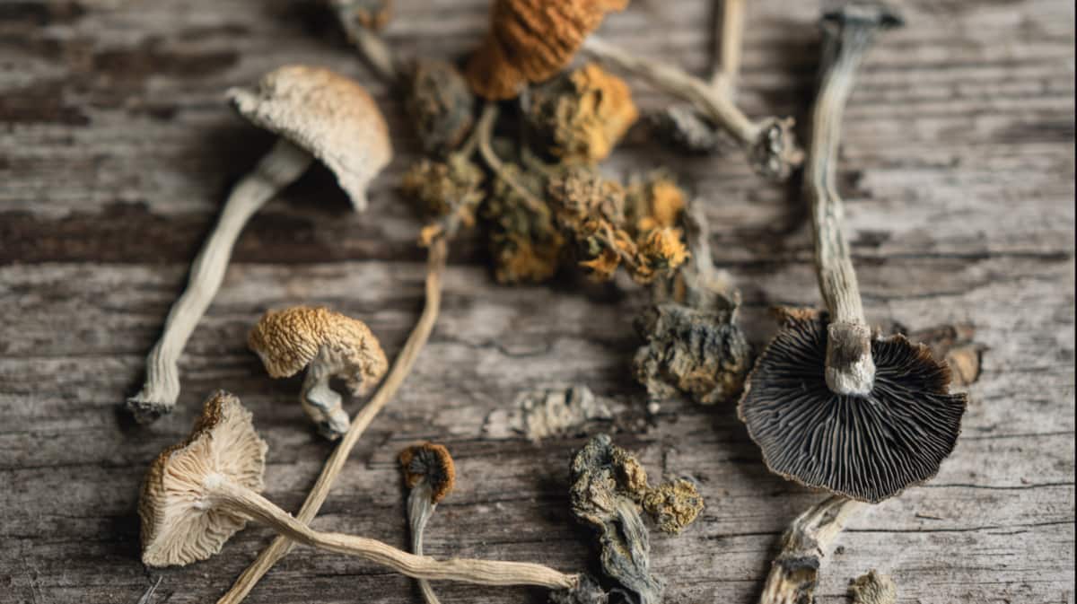 magic mushrooms victoria